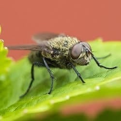 Insect infestations