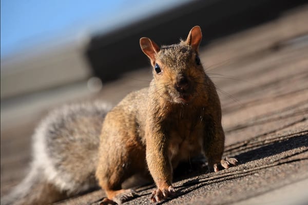 Squirrels