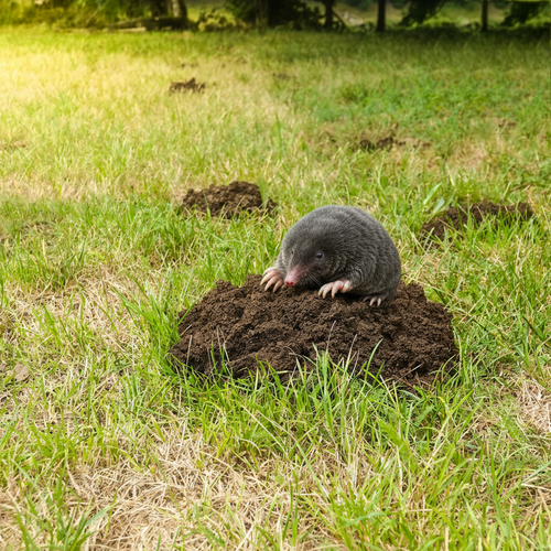 Moles