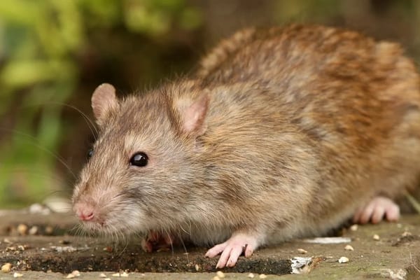 Rats & Mice